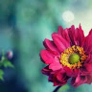 Meet your Posher, Annel